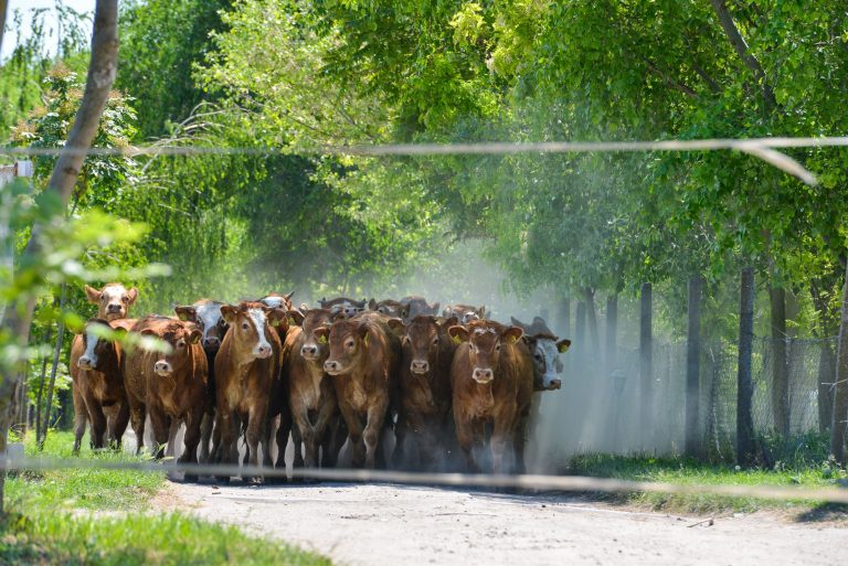 5c1a3272 8571 4b8b ac52 9041a8ba7ac3 768x513