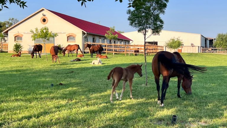 f3e4346a cbc0 45fd 8087 7006af8707b8 768x432