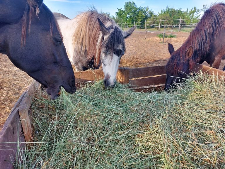 449416861 8510665458953216 7896401949152512211 n 768x576