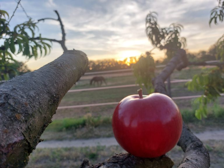 449459679 8510666885619740 7872797898200963941 n 768x576