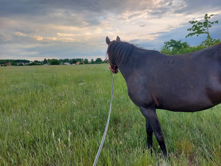 449464359 8510666185619810 2438243849034082107 n 768x576