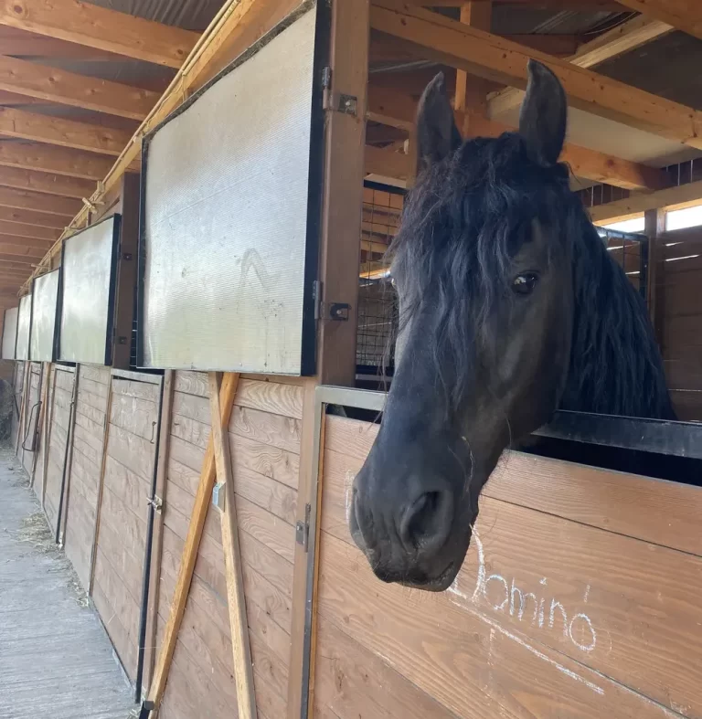 bertartas box 768x787