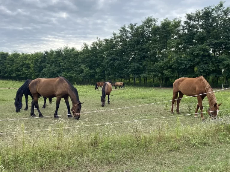 bertartas csoportos tartas 1536x1152 1 768x576