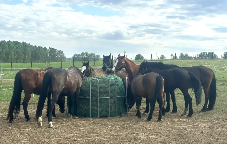 bertartas takarmanyozas 1536x980 1 768x490