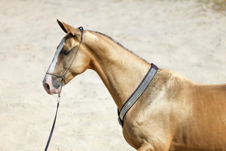 395275091 843243751139292 5813923964341452908 n 768x512