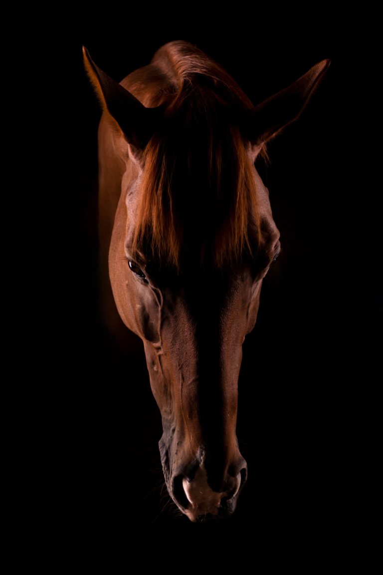 DSC8723 web 768x1152