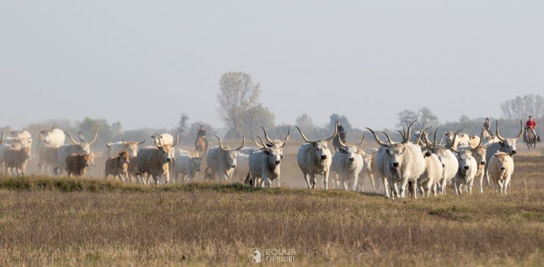 73169322 2472176386169925 7857545984023199744 n 768x377