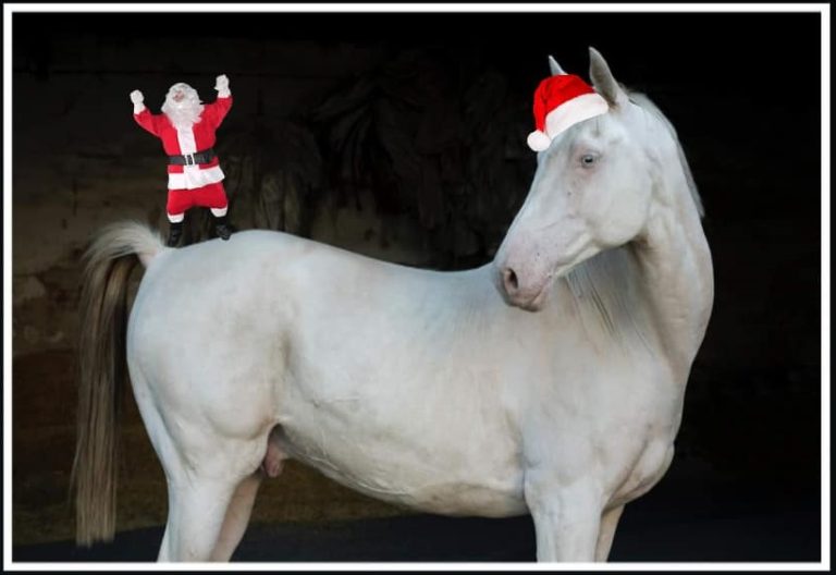 79246096 2520819141305649 409729662311202816 n 2 768x528