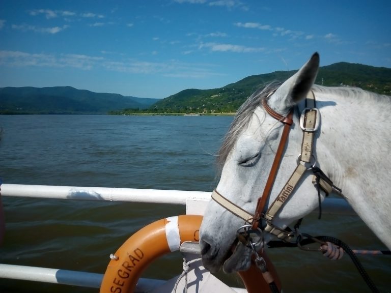 IMG 20210606 090506 768x576