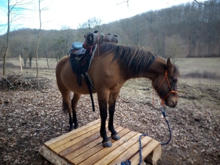 IMG 20220217 093924 768x576