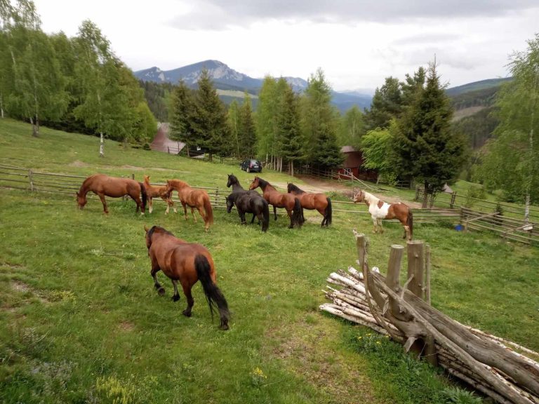 Messenger creation 301528B2 2B39 4336 9451 116A34EA87BE 768x576