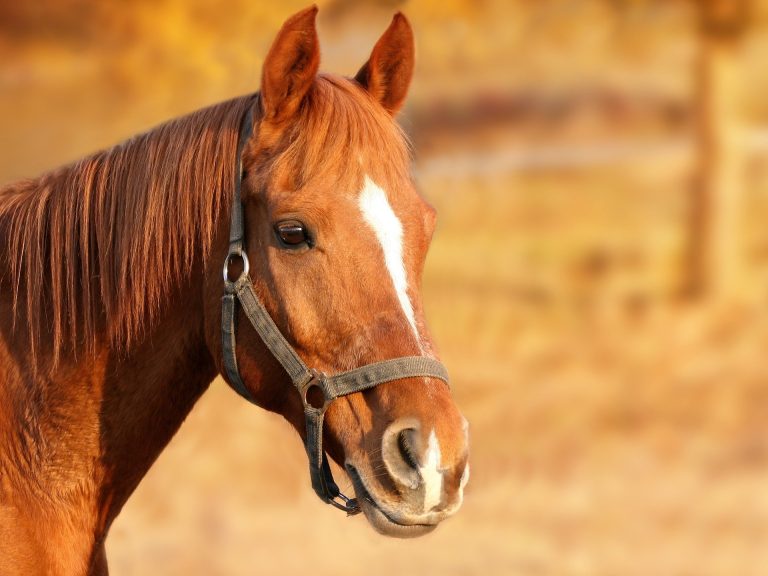 horse 1201143 1920 768x576