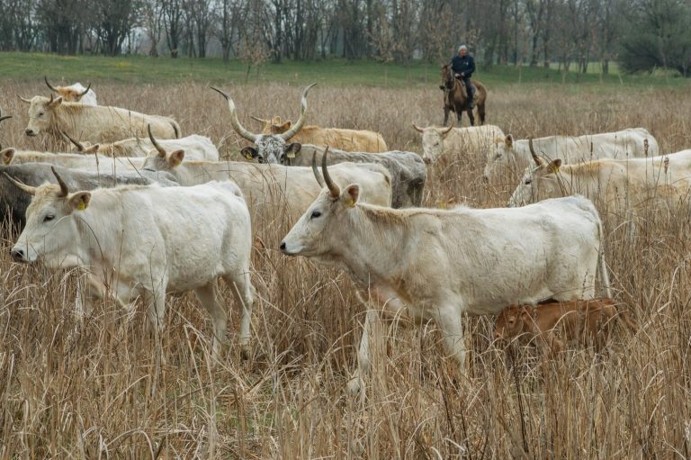 november 1536x1021 1 768x511