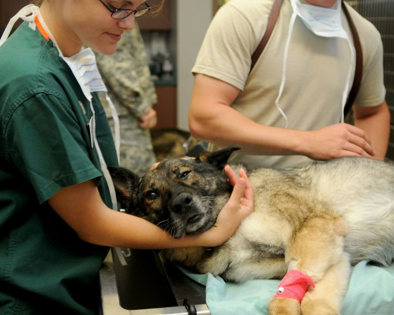 veterinary 85925 1920 768x614