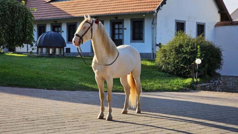 462615158 1724090208424180 570215896815285335 n 768x432