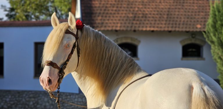 467297848 1749181355915065 6668235212572621420 n 768x374