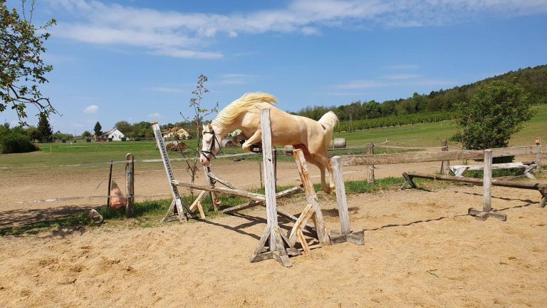 5ff3187747102993960909 768x432