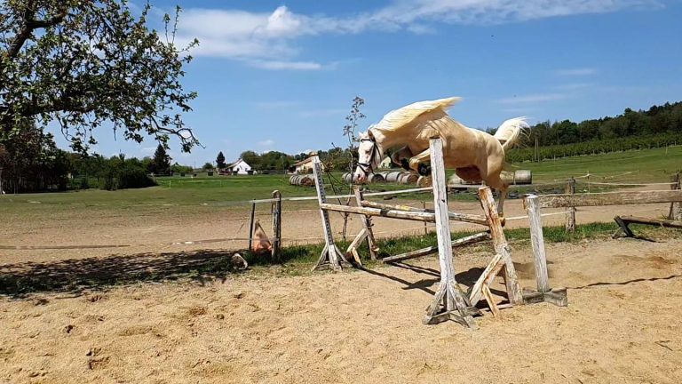 95094415 263483088140195 5503903922995068928 n 768x432