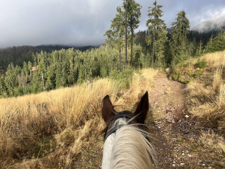 IMG 1720 1536x1152 1 768x576