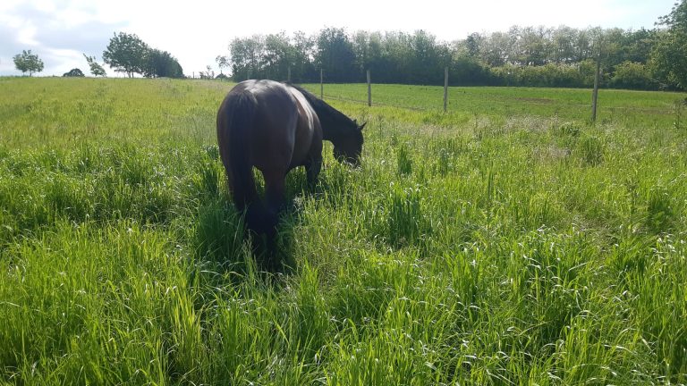 Legelo lovasok.hu  768x432