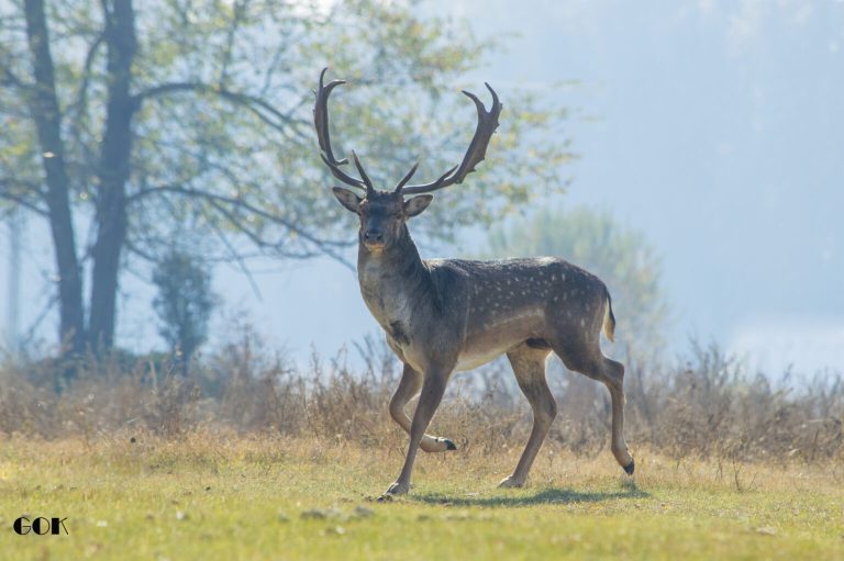 aprilis 1536x1021 1 768x511