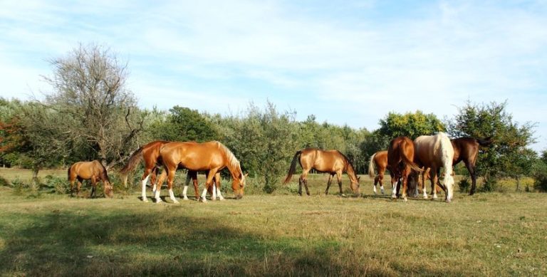 erlebnis achal tekkiner mit sternritten 768x389
