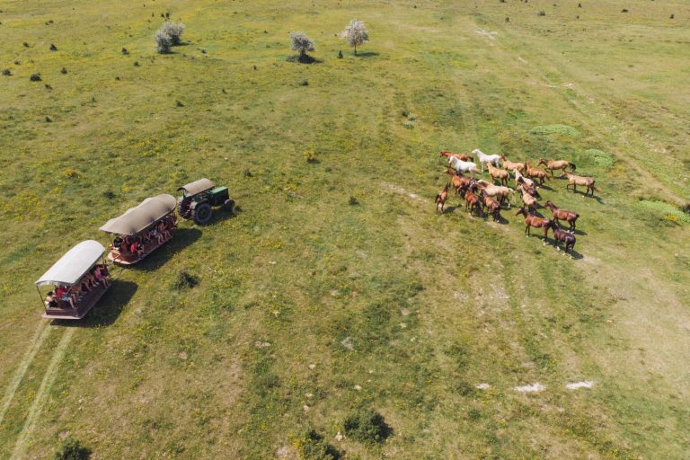 sztyeppevonat 768x512