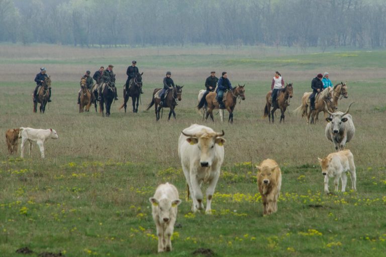 DSC 0304 1 1536x1021 1 768x511