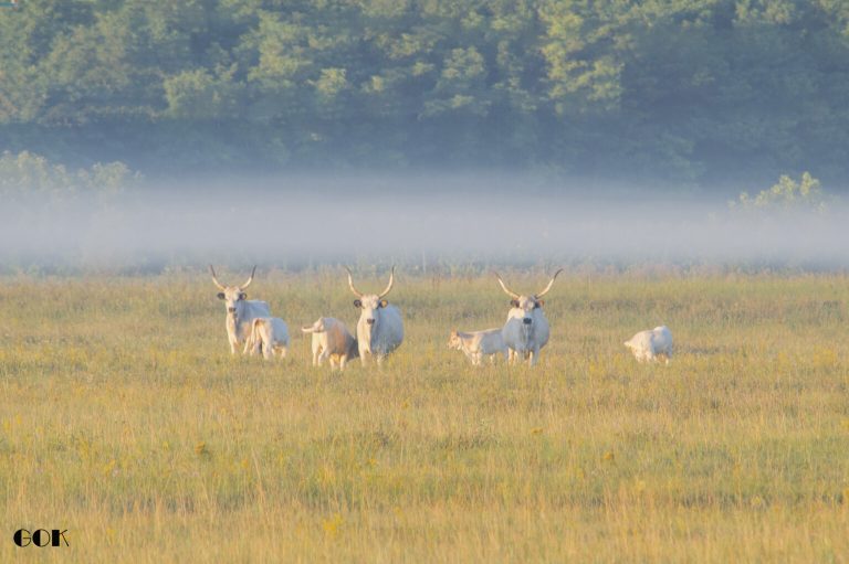 augusztus 1536x1021 1 768x511