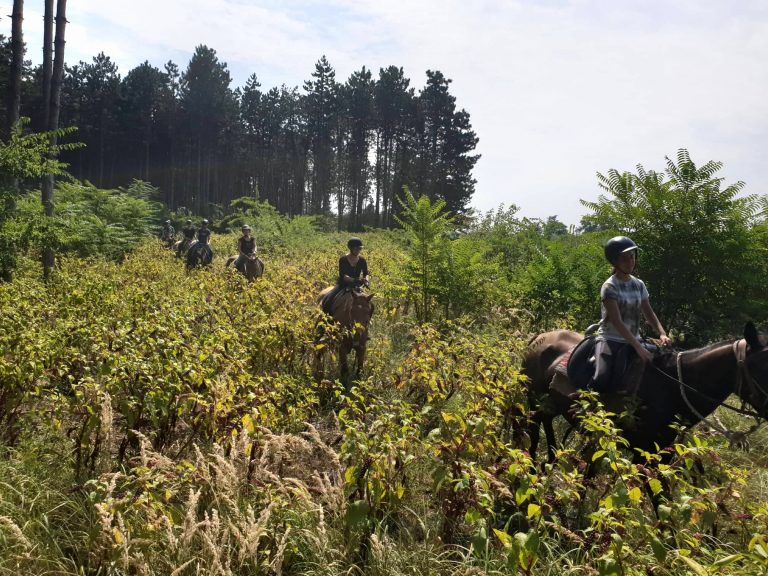 erdei utas 10 768x576