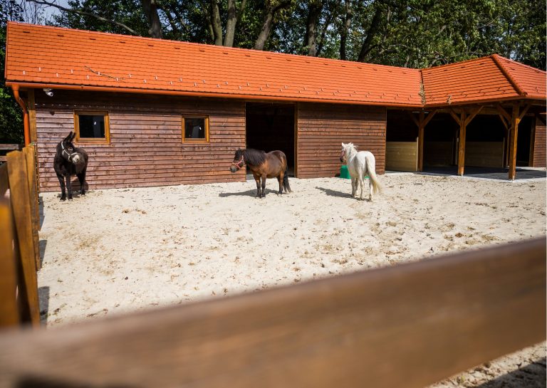 allatsimogatoS 768x545