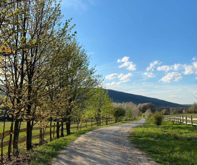 FB poszt Szepalma 7 768x644