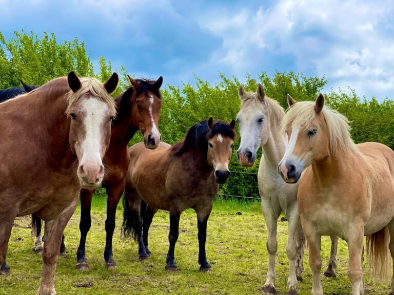 IMG 20230515 WA0002 1 768x576