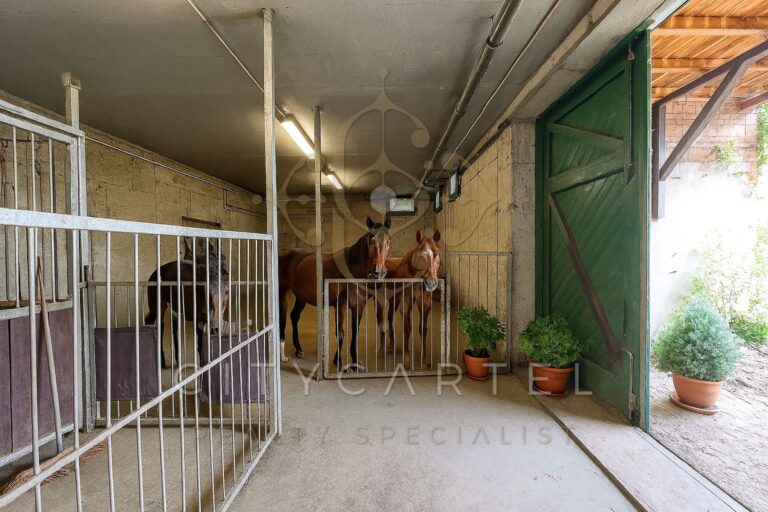 vizjeles 5864672 768x512