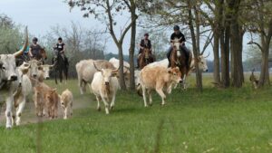 435976348 957540833042916 2659275907805517638 n 300x169