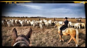 47240020 1939380202782882 3010814461528244224 n 1536x849 1 300x166