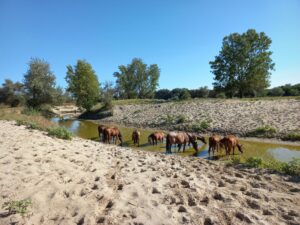 490105615 1247912170672446 8026379108237439119 n 1 300x225