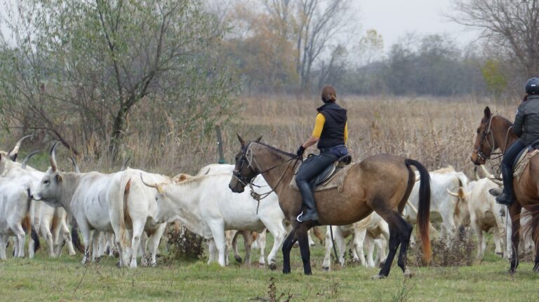 76784416 2490493104338253 2162231092520681472 o 768x431