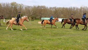 kbytos szarvas 2 300x169