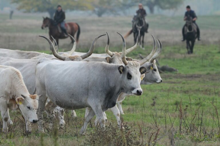 marhatereles 050 kep 2002 768x512