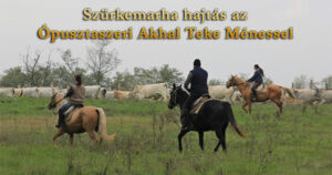 marhatereles akhal menes 6001 300x158