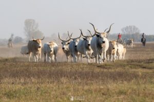 488951636 1245935024203494 8056707751799837818 n 300x200