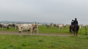 P1260706 atmeretezve kozepes meretre 1 300x169