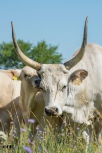 fuggoleges 14 atmeretezve kozepes meretre 200x300