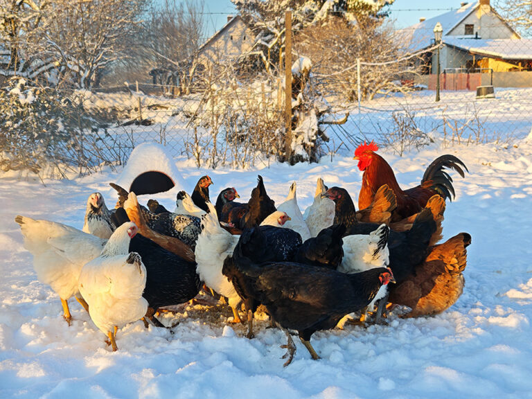 Minor Major Vendégház