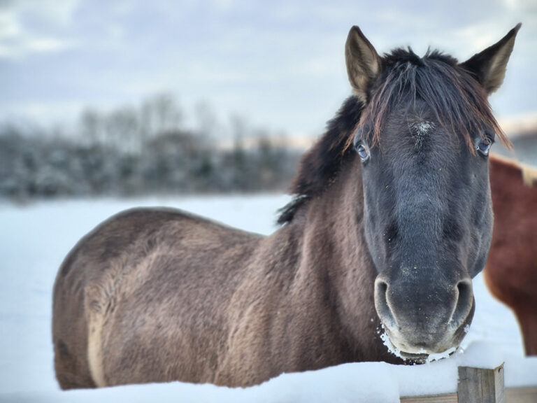 Minor Major Vendégház