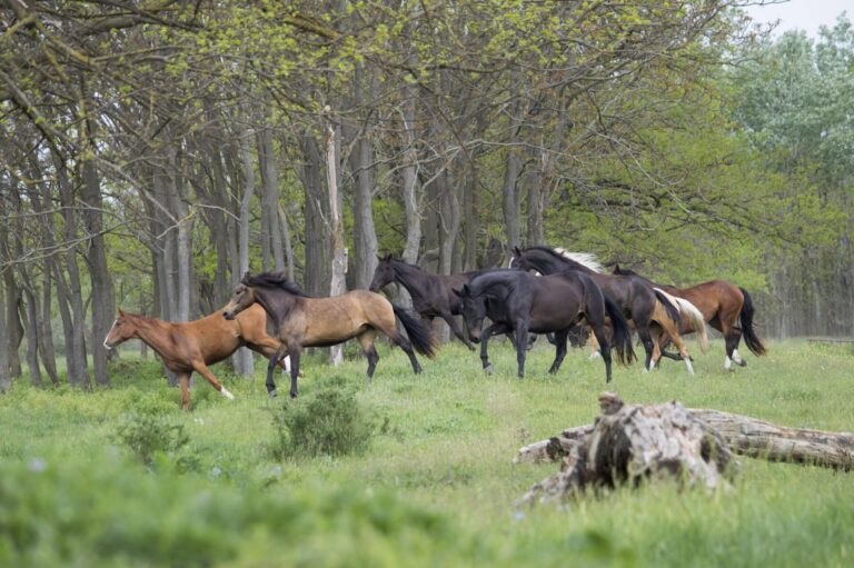 majus 25 scaled 1 768x511