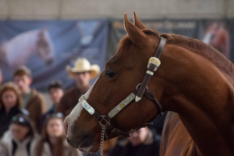 DSC 5649 kicsi 768x512