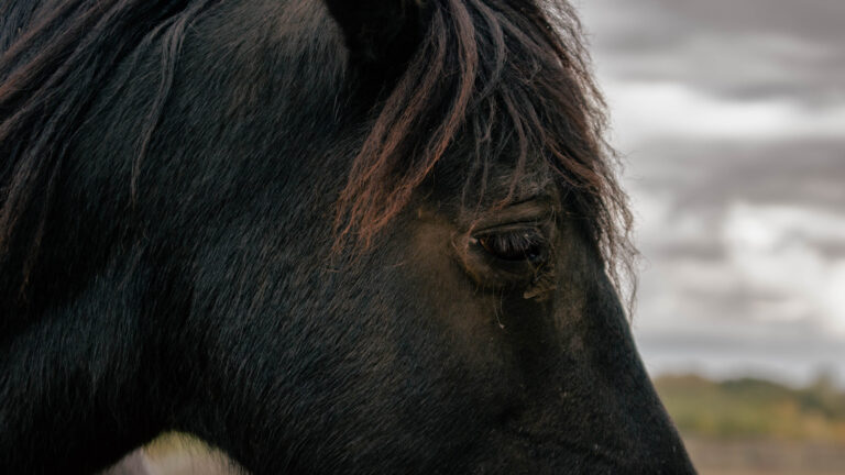black horse with preset ar 768x432