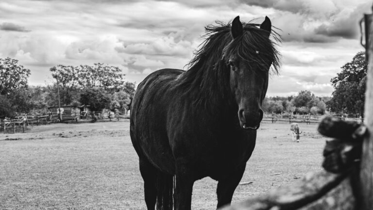 black horse with preset bw 768x432